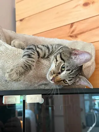 Otis
