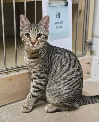 Otis
