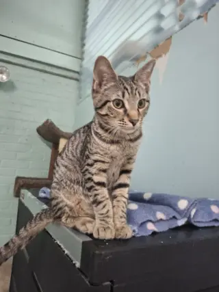 Otis