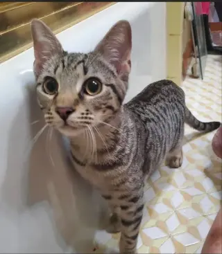 Otis