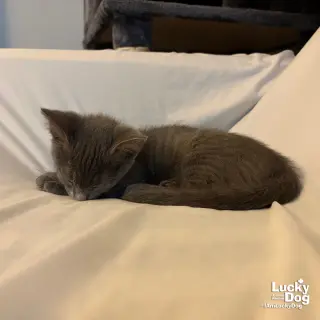 Artemis