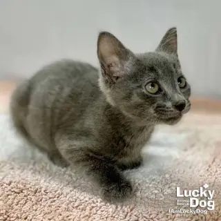 Artemis