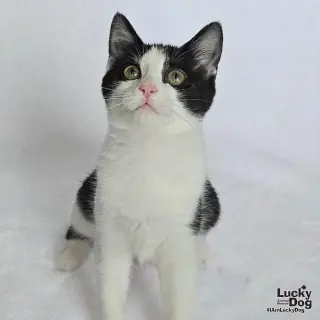 Yoshi