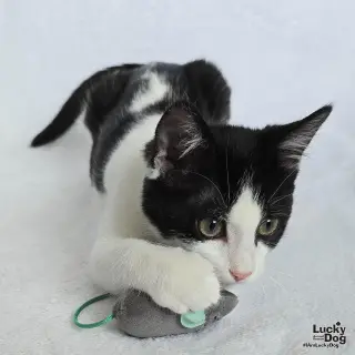 Yoshi