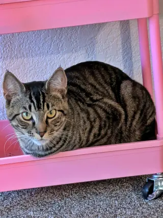OZZY #1963 - Offered by Owner - Young Male