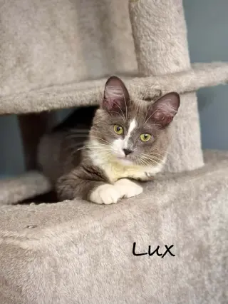 Lux AND Ren