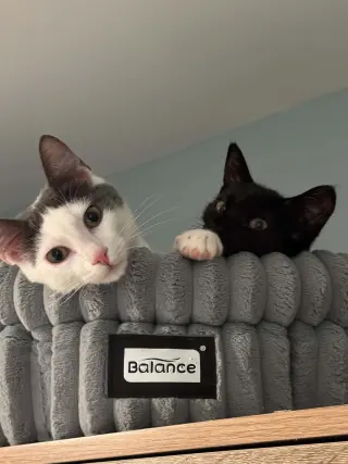 Cy AND Peaches