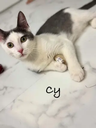 Cy AND Peaches