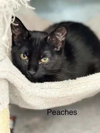 Peaches AND Cy