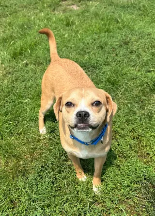 Gordo