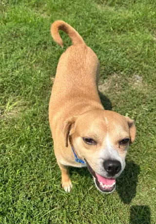 Gordo