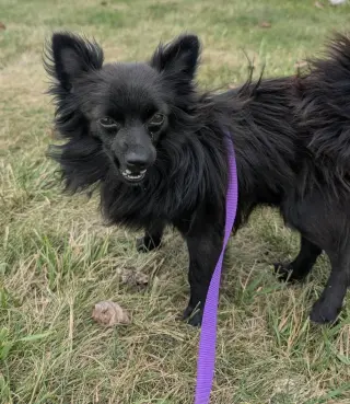 Gizmo