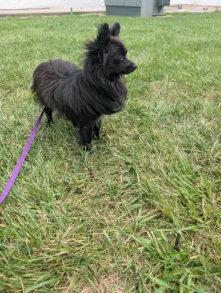 Gizmo