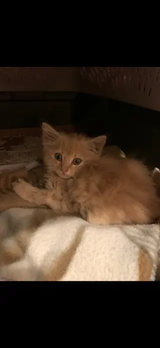 Abu