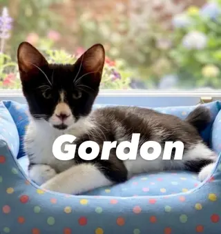 GORDON