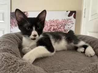GORDON