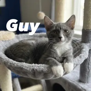 Guy
