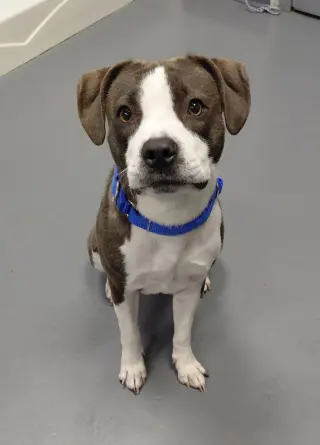 Reign-Adoption Pending