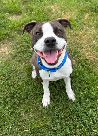 Reign-Adoption Pending