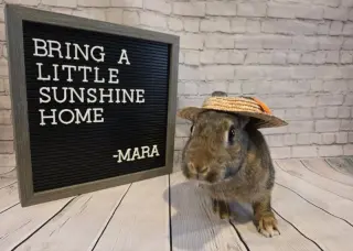 Mara