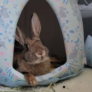 Mara