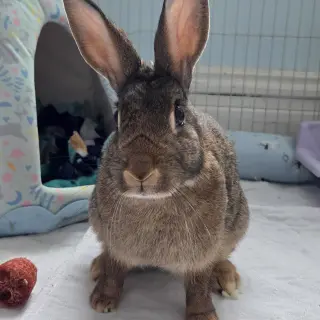 Mara