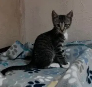 Cleo