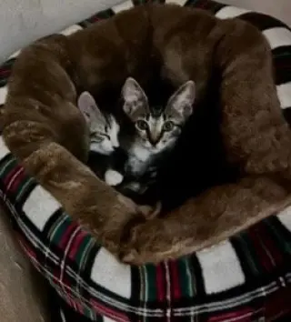 Cleo