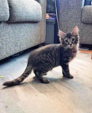 Poptart