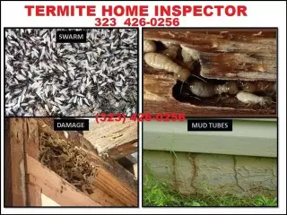 PROTEGE SU CASA DE TERMITAS.
