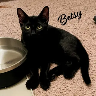 Betsy #magnificent-7-litter