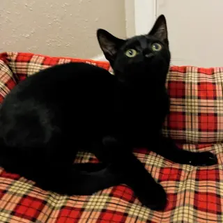Betsy #magnificent-7-litter