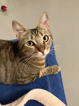 MABEL - Offered by Owner - Needs Special Attention