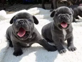 French bulldog puppies