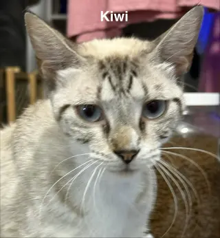 Kiwi 1.20.26