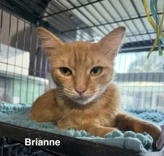 Brianne 6.29.25