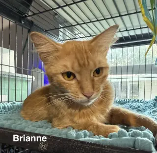 Brianne 6.29.25