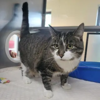 Agatha