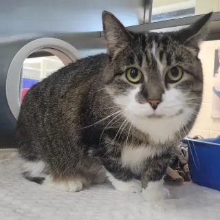 Agatha