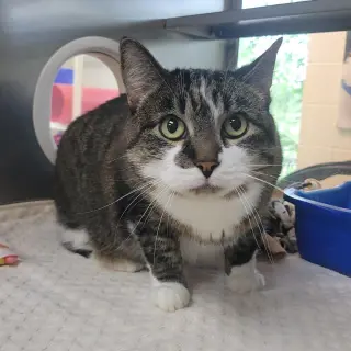 Agatha