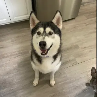 Sammie