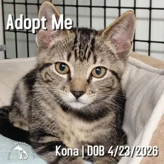 Kona