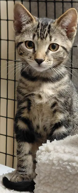 Kona