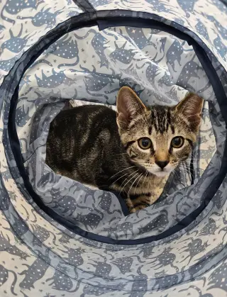 Kona