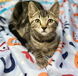 Kona
