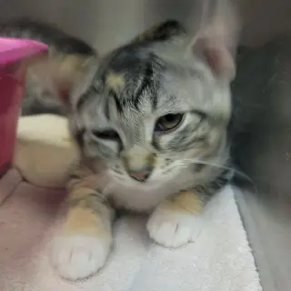 Enchilada