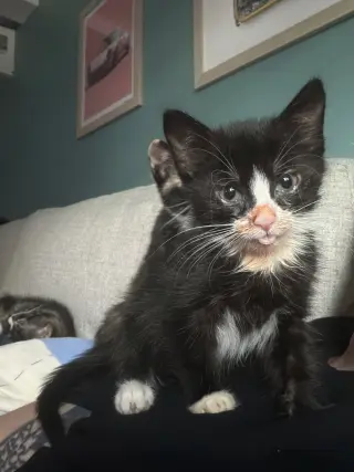 Juice Box KITTEN