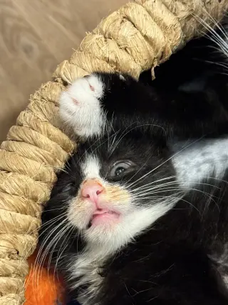 Juice Box KITTEN
