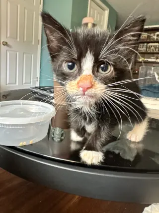 Juice Box KITTEN