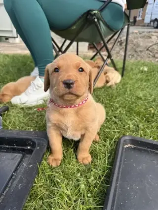 Precioso Labrador disponible